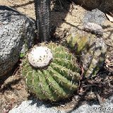 Melocactus curvispinus S.Marta GX 4-2006 3.JPG